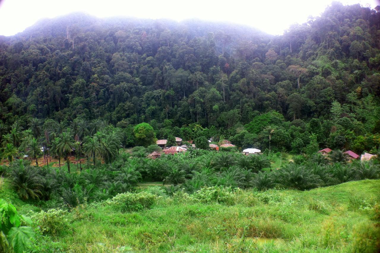 Green Lodge Tangkahan Экстерьер фото